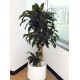 APS010-4呎 室內植物 